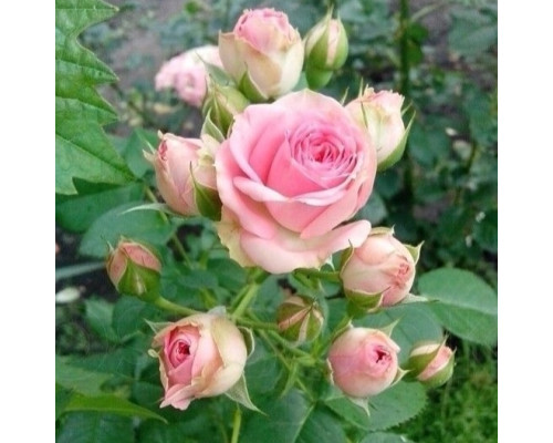 Роза Мими Эден