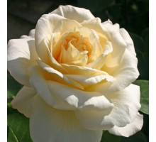 Роза Ла Перла 