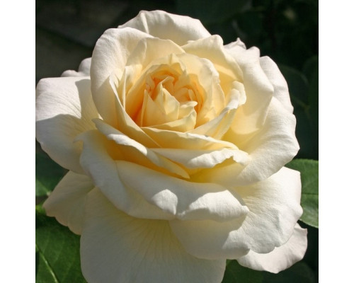 Роза Ла Перла 