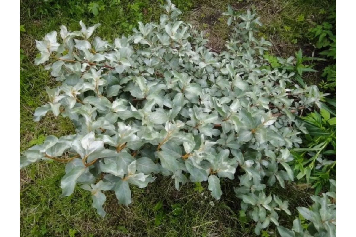 Кустарник лох. Лох серебристый (Elaeagnus argentea). Кустарник лоха серебристого. Лох серебристый (Elaeagnus commutata). Лох серебристый Вариегата.