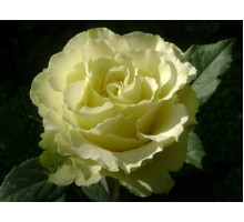 Роза Лимбо (Доллар)