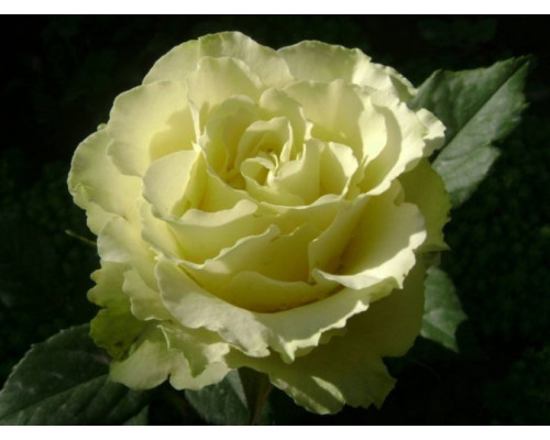 Роза Лимбо (Доллар)