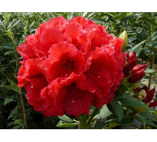 Рододендрон «Red Jack» (C3)