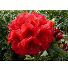 Рододендрон «Red Jack» (C3)