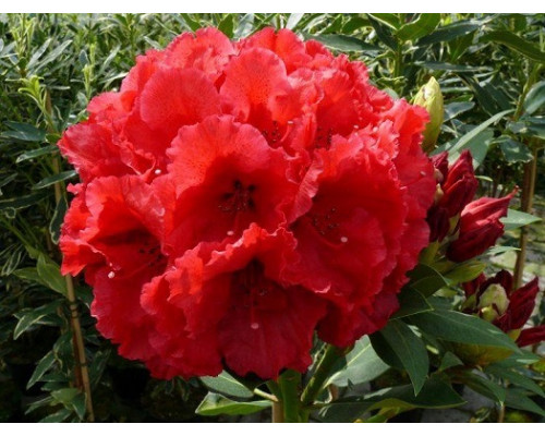 Рододендрон «Red Jack» (C3)