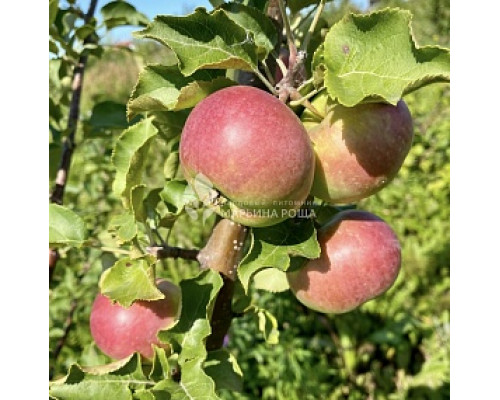  Яблоня Весеннее