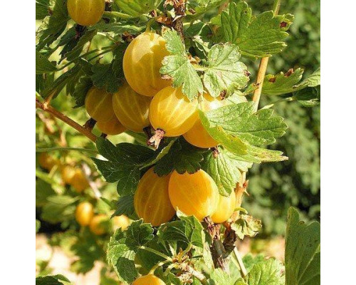 Крыжовник Куршу Дзинтарс