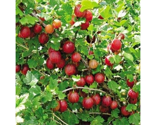 Крыжовник Розовый 2