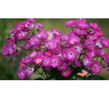 Роза  Сибелиус (мускусная)